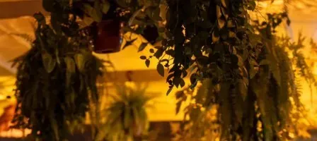 Salonda tavandan sarkan eğrelti otları, sıcak sarı ışık